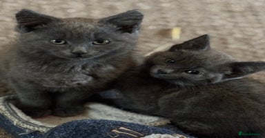 Mixed Breed cats - Advert 12