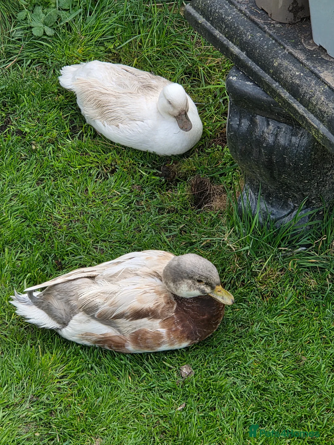Ducks poultry for sale: 2 call ducks - Advert 3