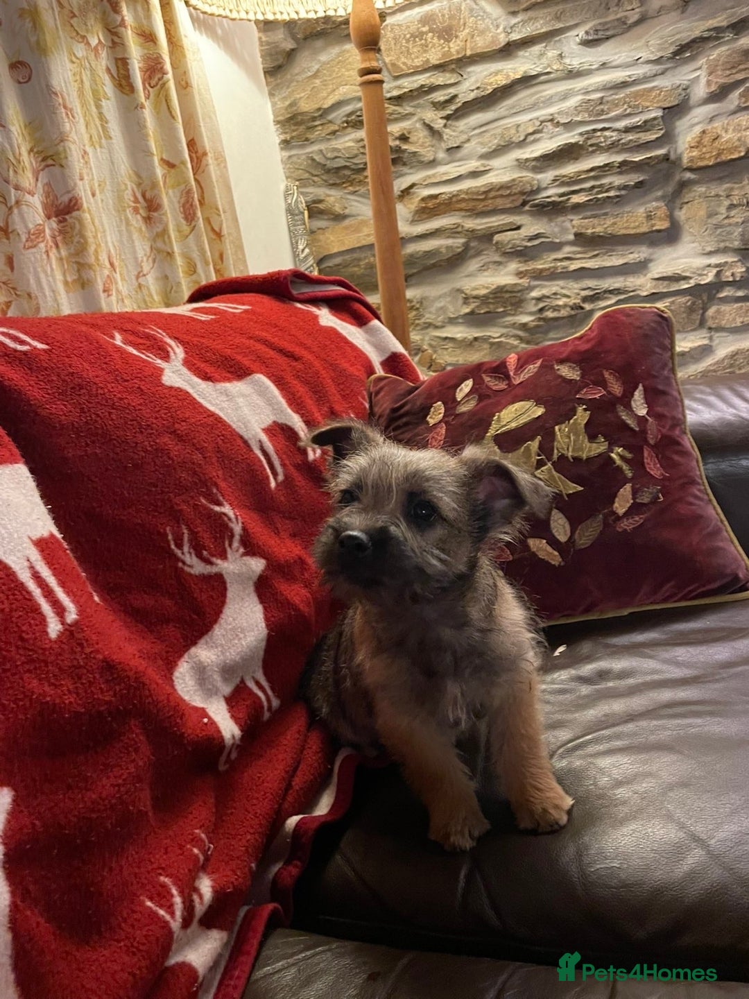 Cairn Terrier dogs for sale: Cairn terrier x Border terrier puppies - Advert 2