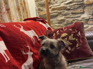 Cairn Terrier dogs Cairn terrier x Border terrier puppies - Advert 8