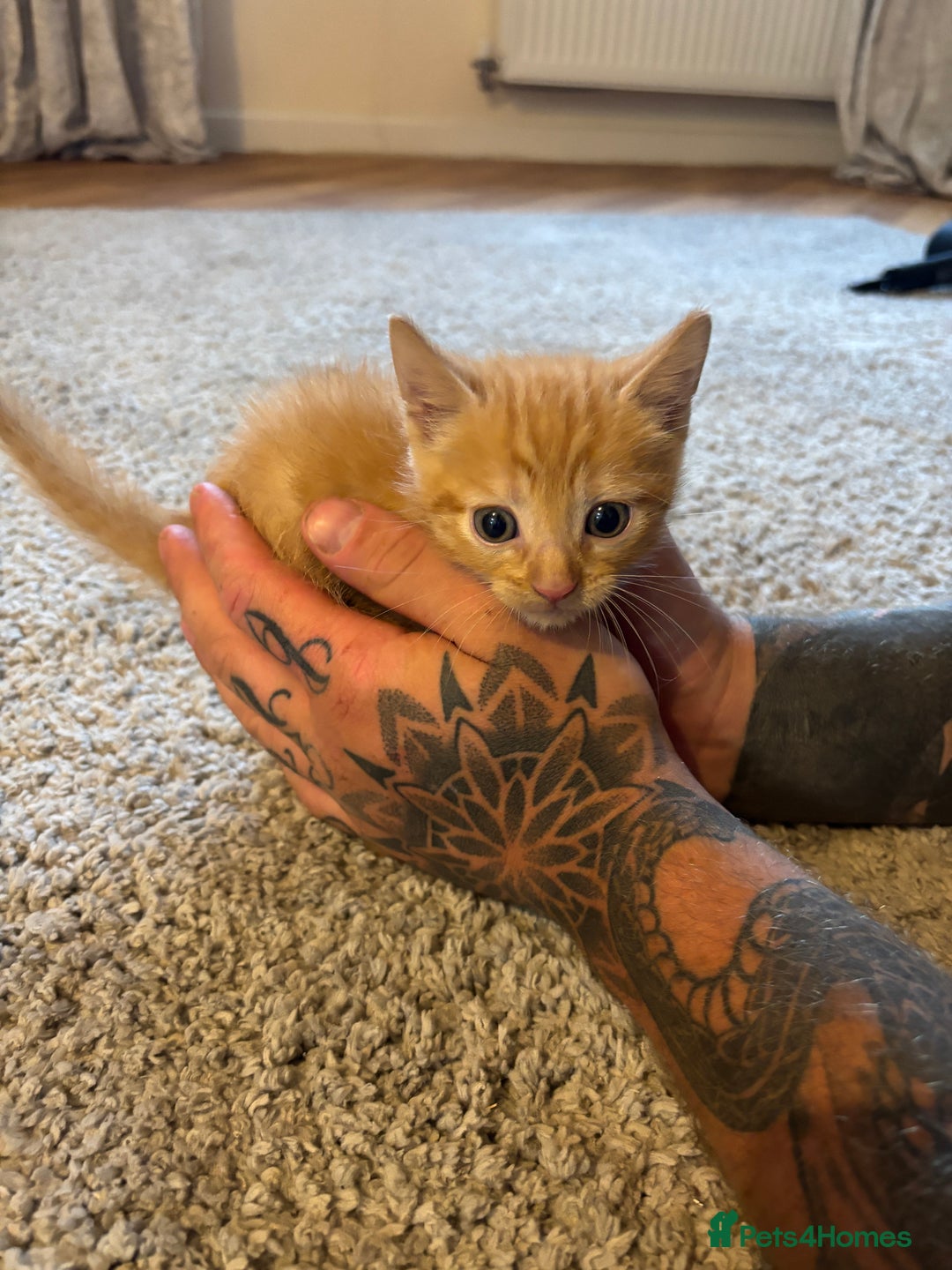 Mixed Breed cats for sale: Tortoiseshell/Mixed Kittens  - Image 6