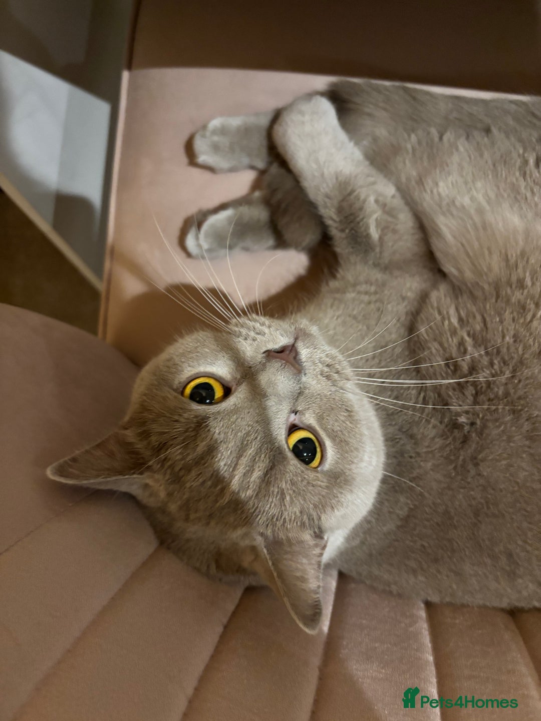 British Shorthair cats for sale: British Shorthair Cats to Rehome - Advert 3