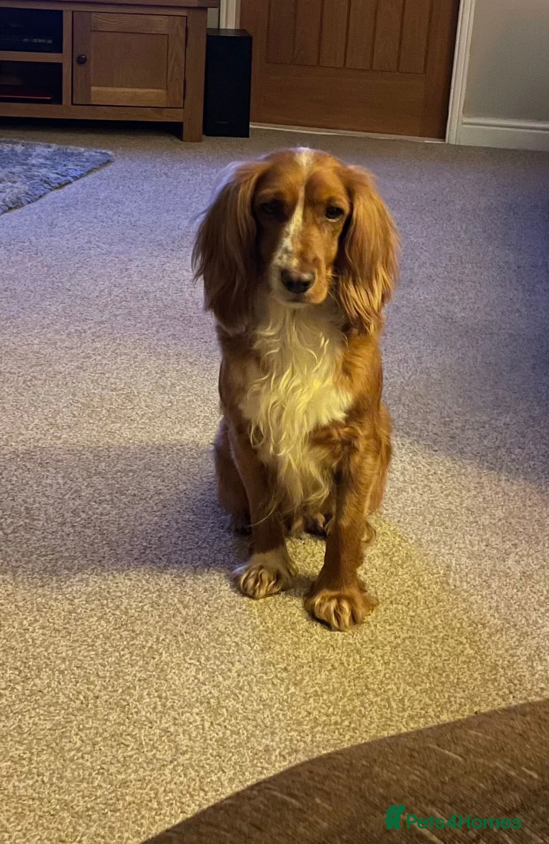 Cocker Spaniel dogs for sale: Cocker spaniel puppy’s  - Advert 22