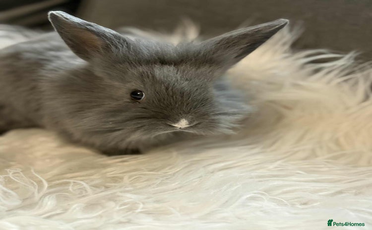 Mixed Breed rabbits - Advert 1