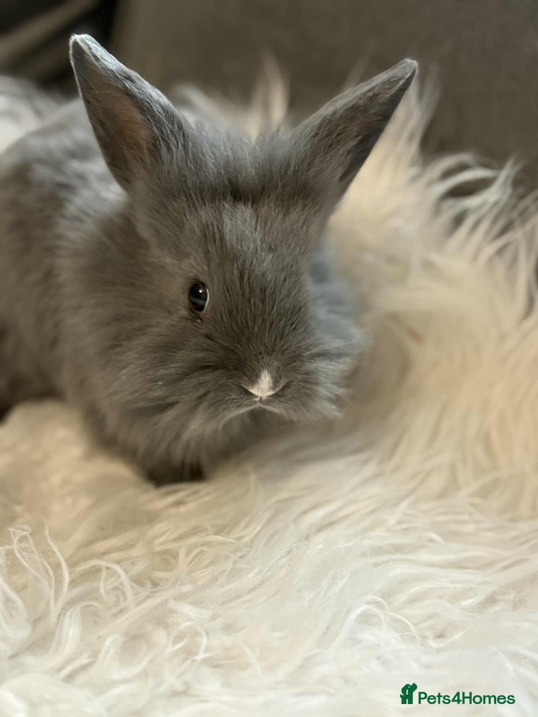 Mixed Breed rabbits for sale: Lionhead/rex babies  - Image 1
