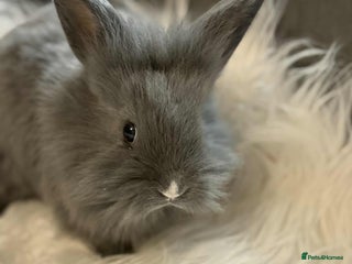 Mixed Breed rabbits - Advert 2