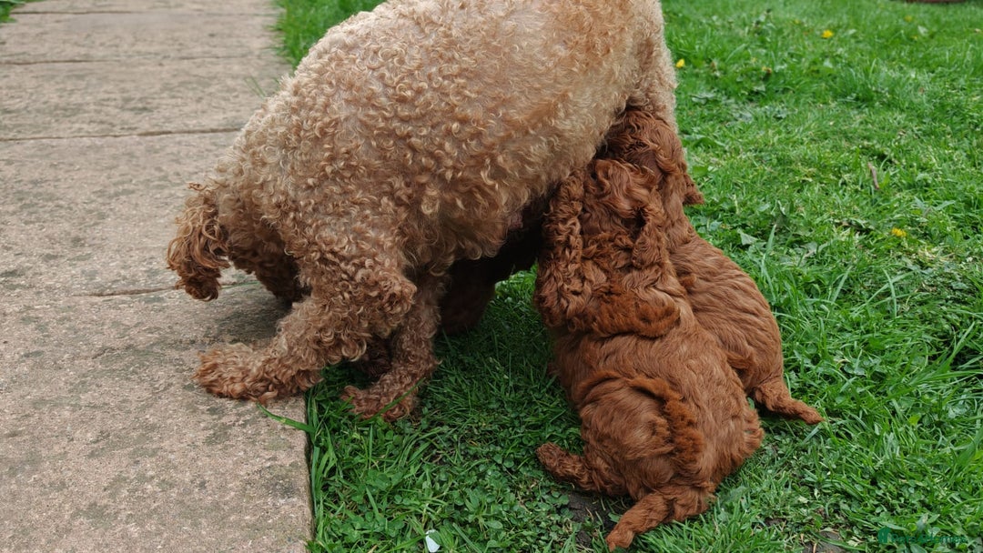 Toy Poodle dogs for sale: ✨ Gorgeous Toy Poodle Puppy – Ready Now ✨ - Advert 2