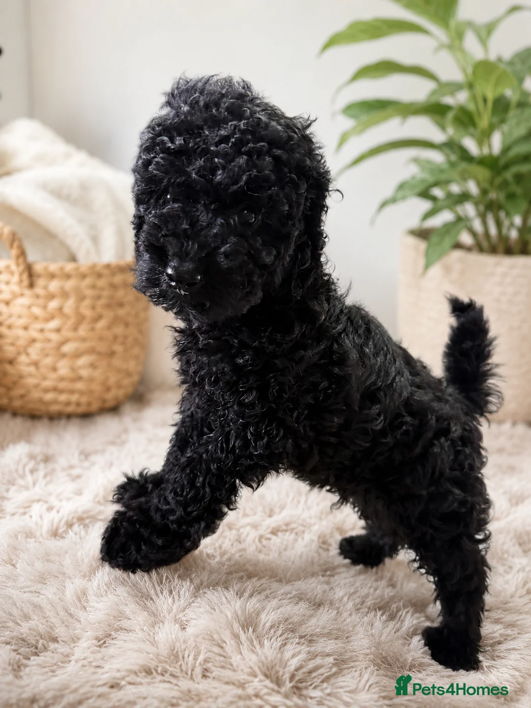Toy Poodle dogs for sale: Gorgeous Black Toy Poodle Puppies in South Ockendon - Advert 7