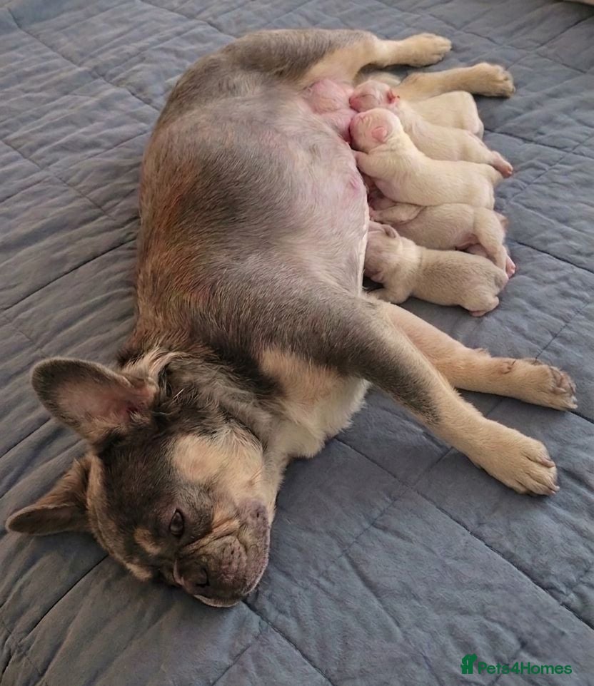 French Bulldog dogs FLUFFY FRENCHY:ISABELLA/LILAC/PLATINUM-KC&DNA CERT - Advert 2