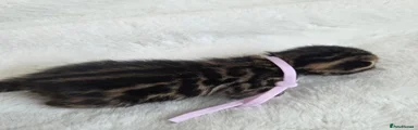 Bengal 6