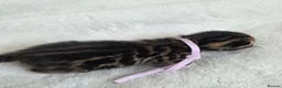 Bengal cats for sale:  Purebred TICA Registered Bengal Kittens 🐾 - Advert 8