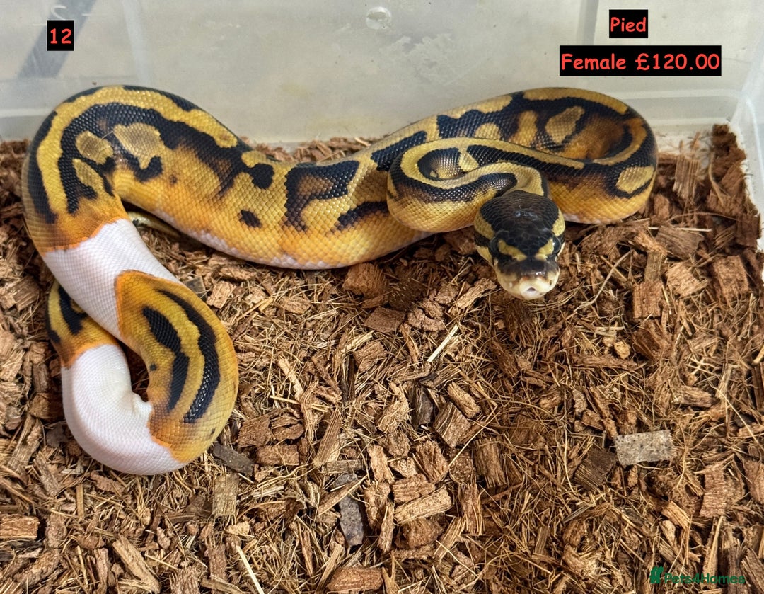 Python Snake reptiles for sale: Baby Ball Python's - Advert 12