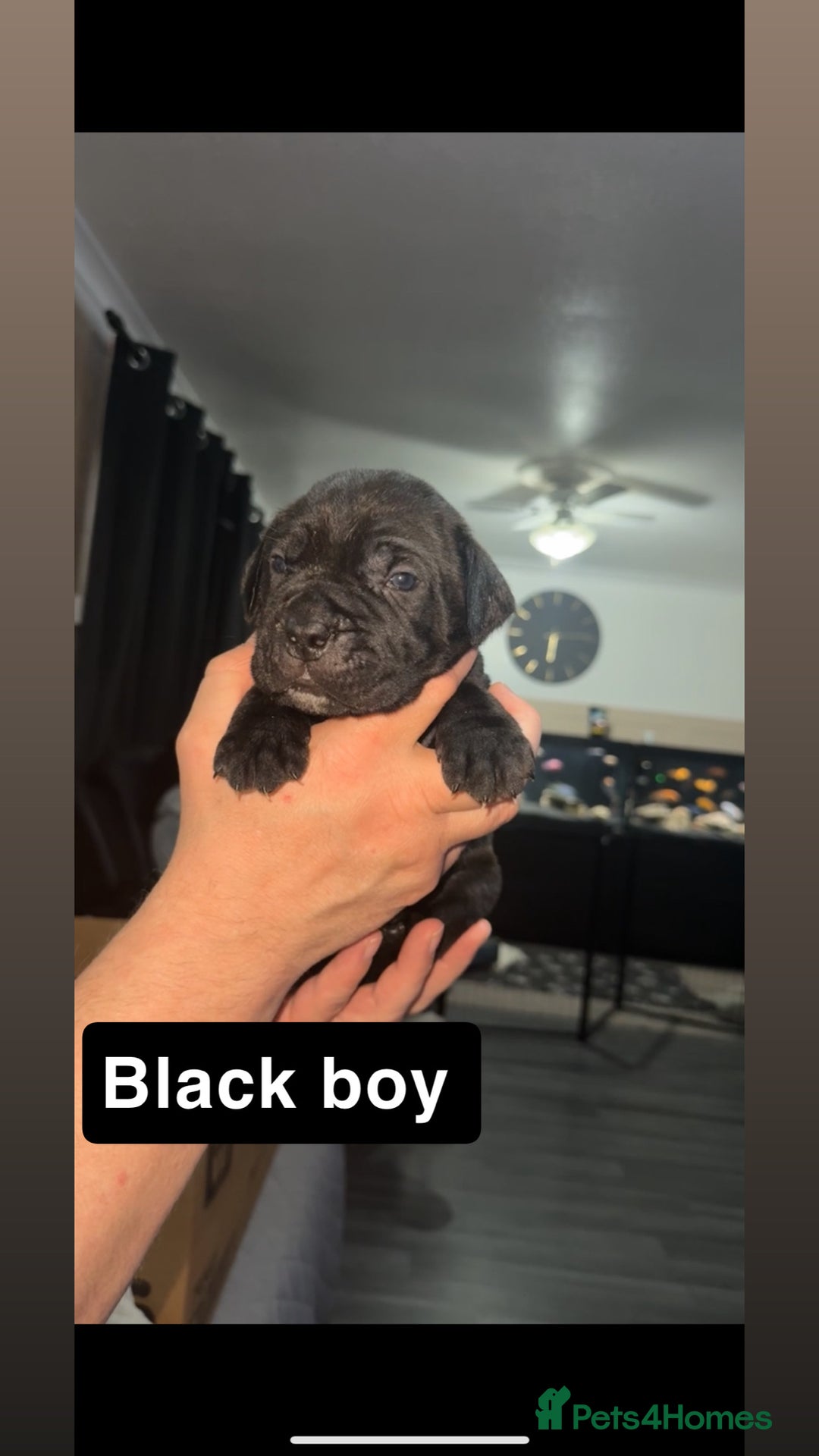 Cane Corso dogs for sale: 12 beautiful cane corso puppies 🐾 - Advert 15