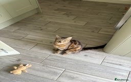 Domestic Shorthair cats for sale: I need a good loving forever home 🐾🐾 - Image 2