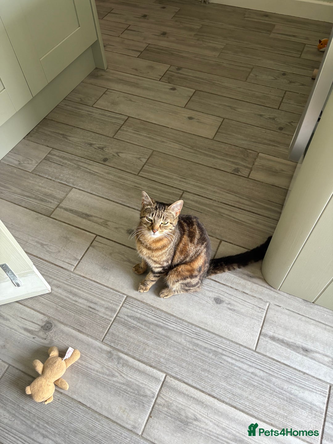 Domestic Shorthair cats for sale: I need a good loving forever home 🐾🐾 - Image 2
