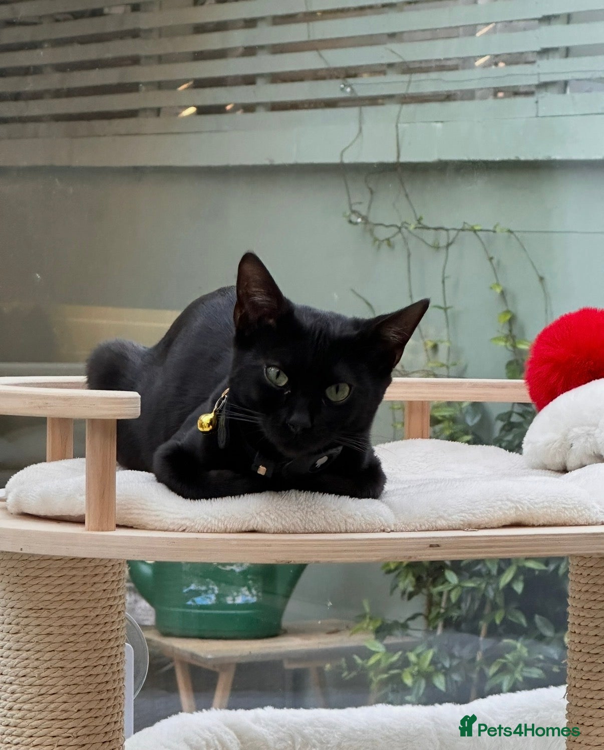 Bengal cats 1.5 yr old black female Bengal - Advert 6