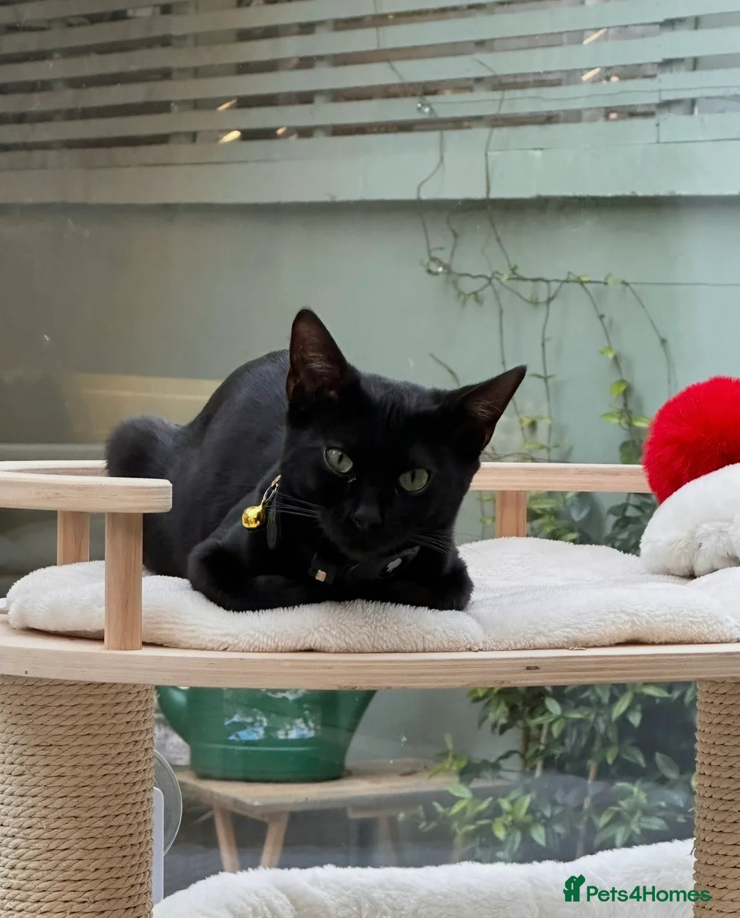 Bengal cats for sale: 1.5 yr old black female Bengal - Advert 1