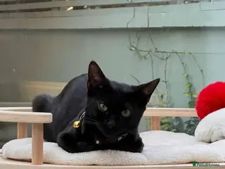 Bengal cats 1.5 yr old black female Bengal - Advert 6