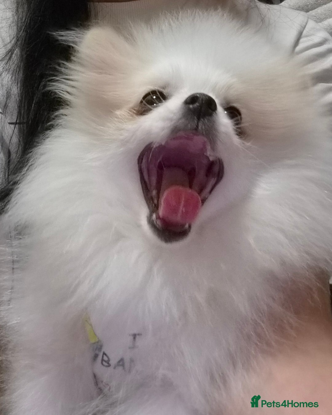 Pomeranian dogs for sale: 💝💝High-quality Korea/Russia Beautiful boys💝💝 - Image 5
