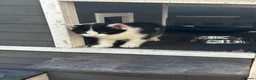 Persian cats for sale: Kitten - Advert 11