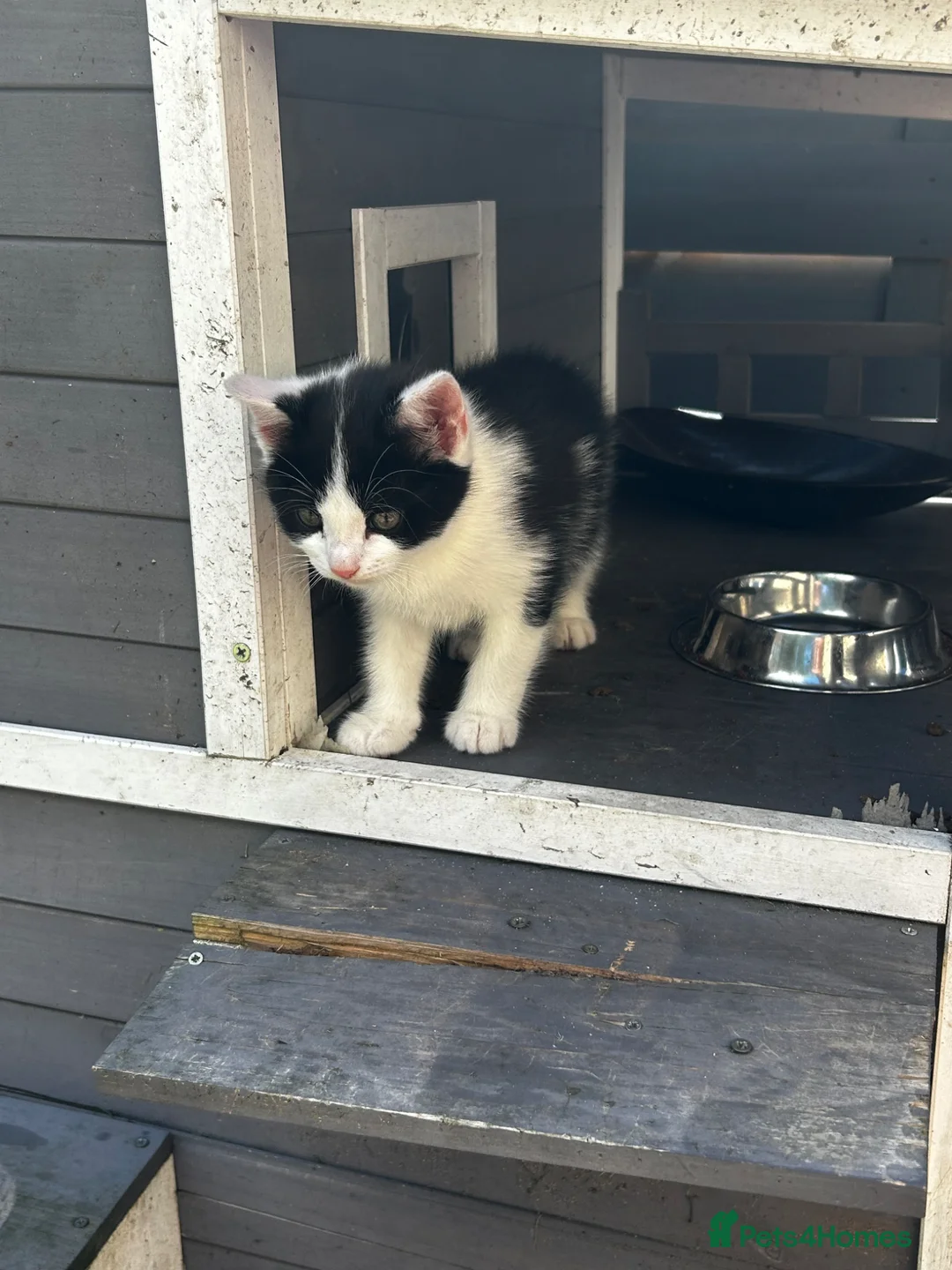 Persian cats for sale: Kitten - Advert 11