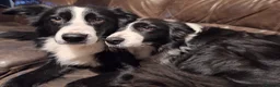 Border Collie dogs for stud: Border collie stud  - Advert 3