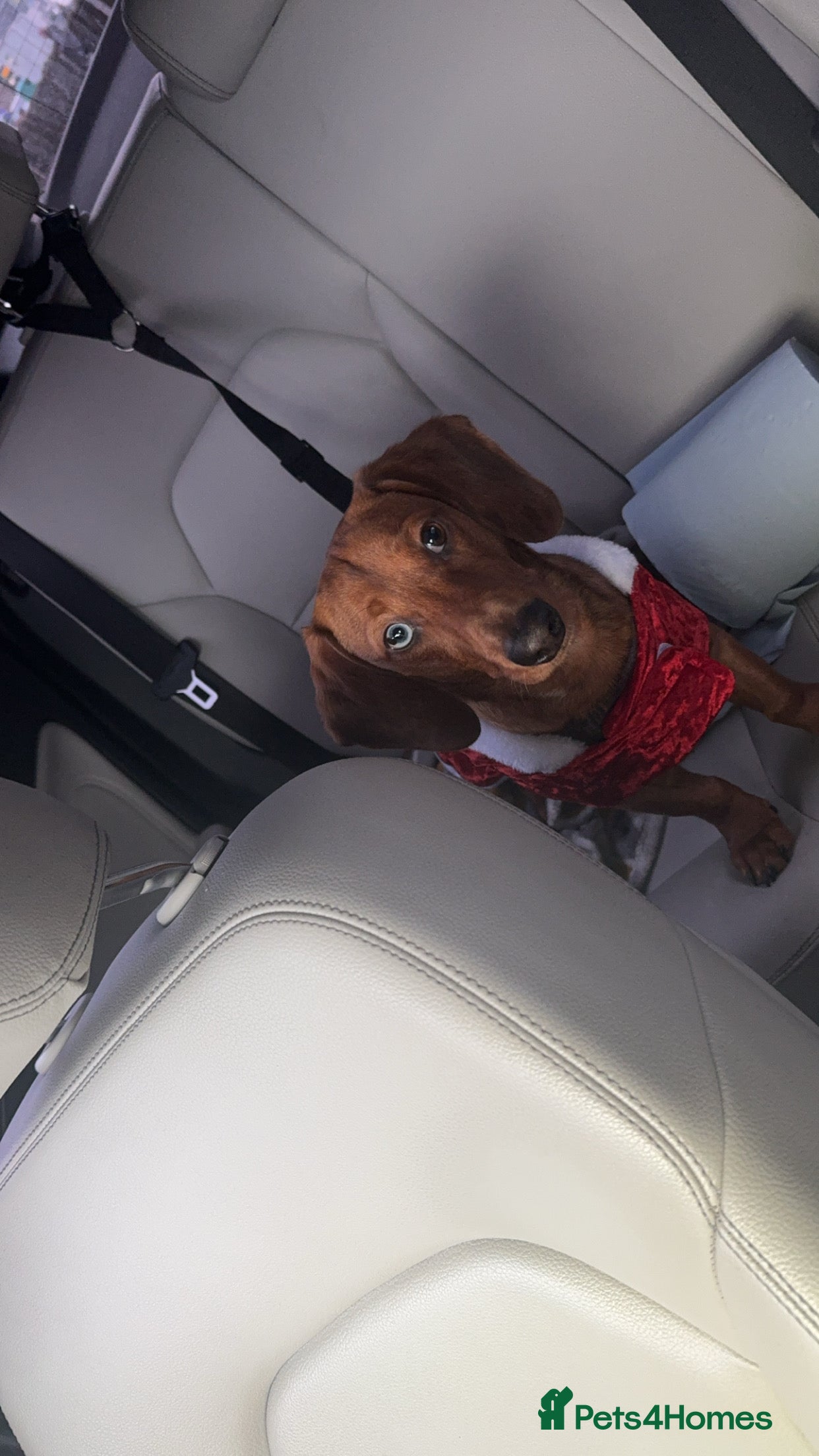 Miniature Dachshund dogs 1 Year and 8 months old red mini dachshund  - Advert 1