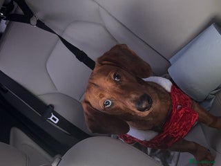 Miniature Dachshund dogs 1 Year and 8 months old red mini dachshund - Advert 1
