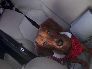 Miniature Dachshund dogs 1 Year and 8 months old red mini dachshund - Advert 12
