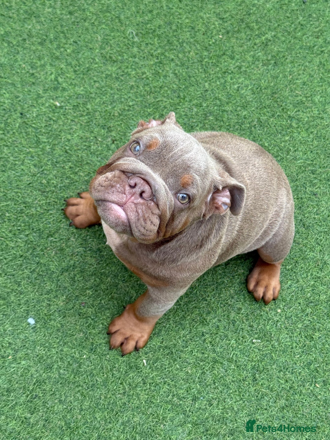 English Bulldog dogs for sale: £1500 REDUCED 2 boys & 1 girl available  in Dagenham - Image 35