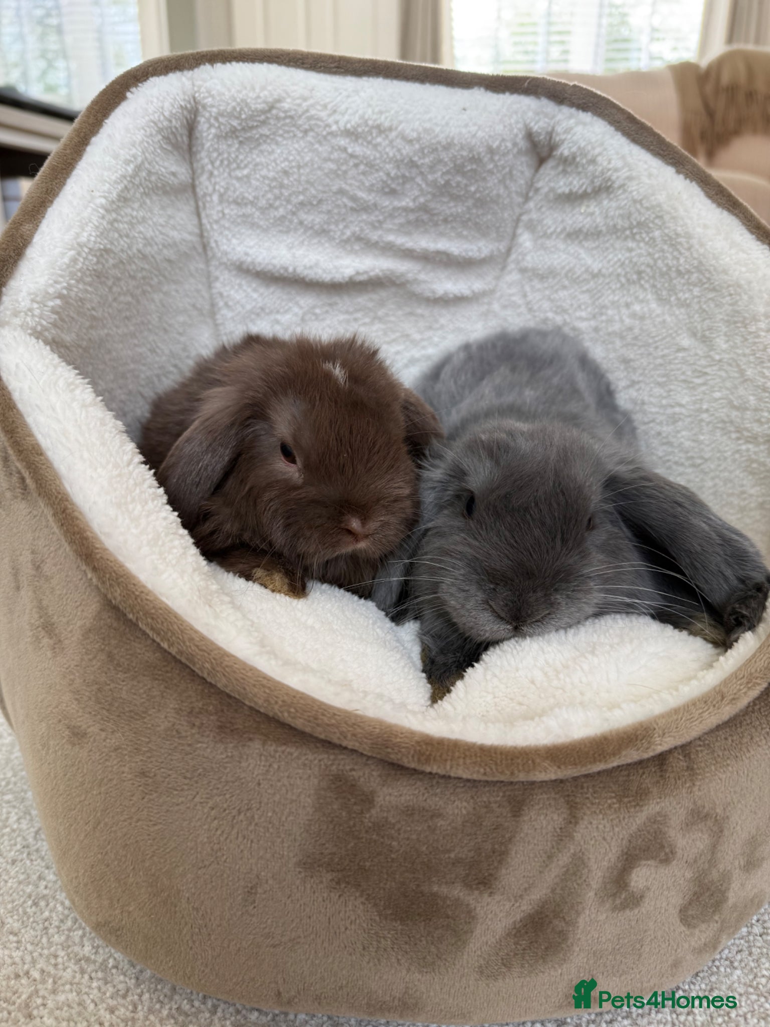 Mini Lop rabbits for sale: Two Male Mini Lops - Advert 1