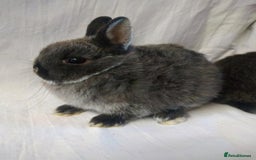 Netherland Dwarf rabbits for sale: Netherland dwarf baby rabbits - Image 1
