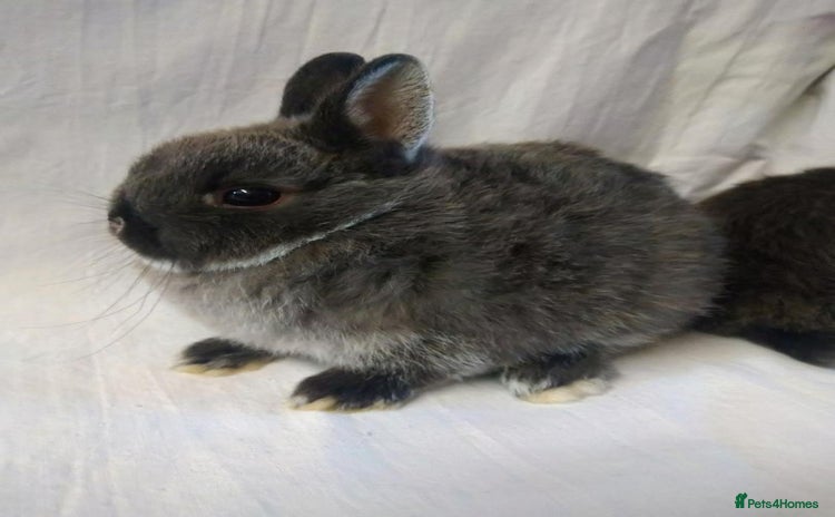 Netherland Dwarf rabbits - Advert 3