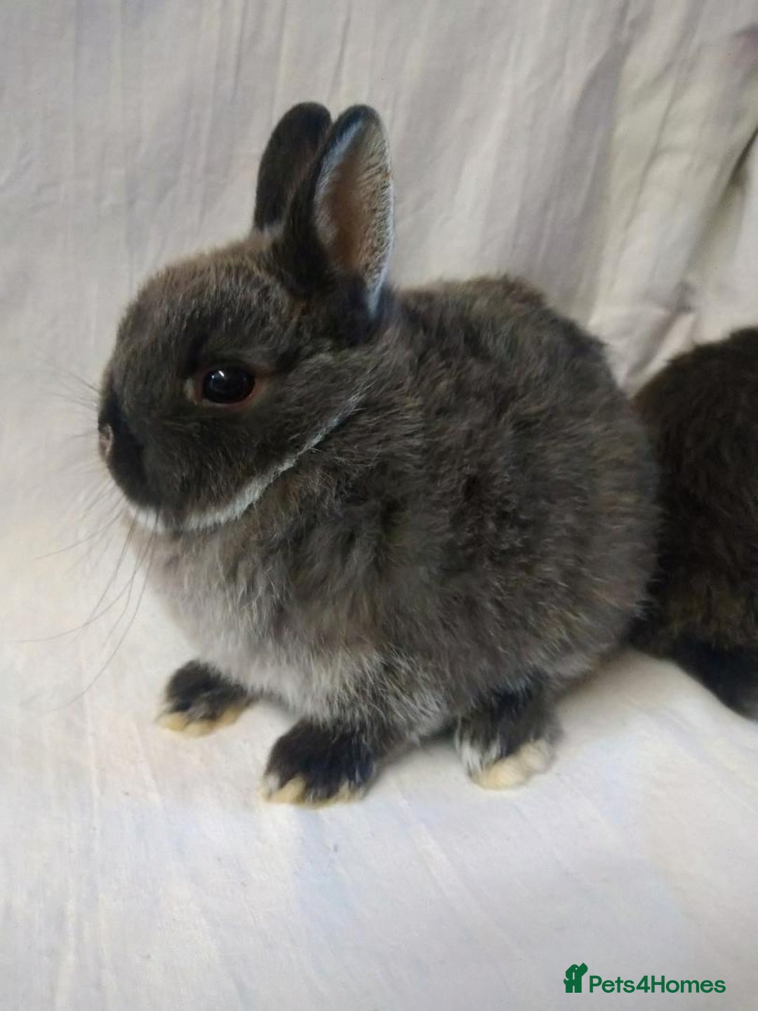 Netherland Dwarf rabbits for sale: Netherland dwarf baby rabbits - Image 1