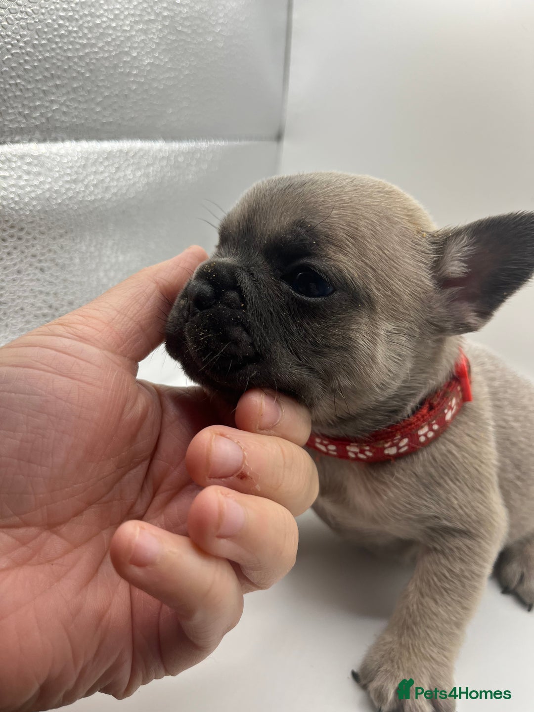 French Bulldog dogs for sale: French bulldog puppies - Advert 22