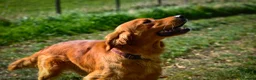 Golden Retriever dogs for sale: Beautiful Soft Gentle Golden Retrievers  in Sleaford - Advert 15