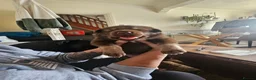 Mixed Breed dogs for sale: Puppy in Southampton - Advert 7