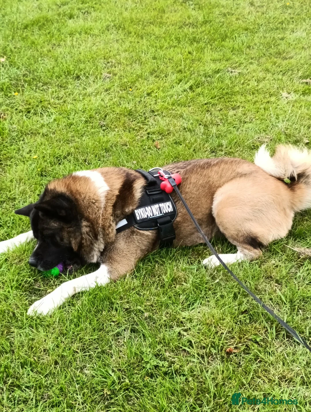 Akita dogs for stud: Japanese Akita Inu - Advert 2