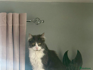 Maine Coon cats Male Maine coon - Advert 11