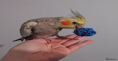 Cockatiels birds - Advert 2