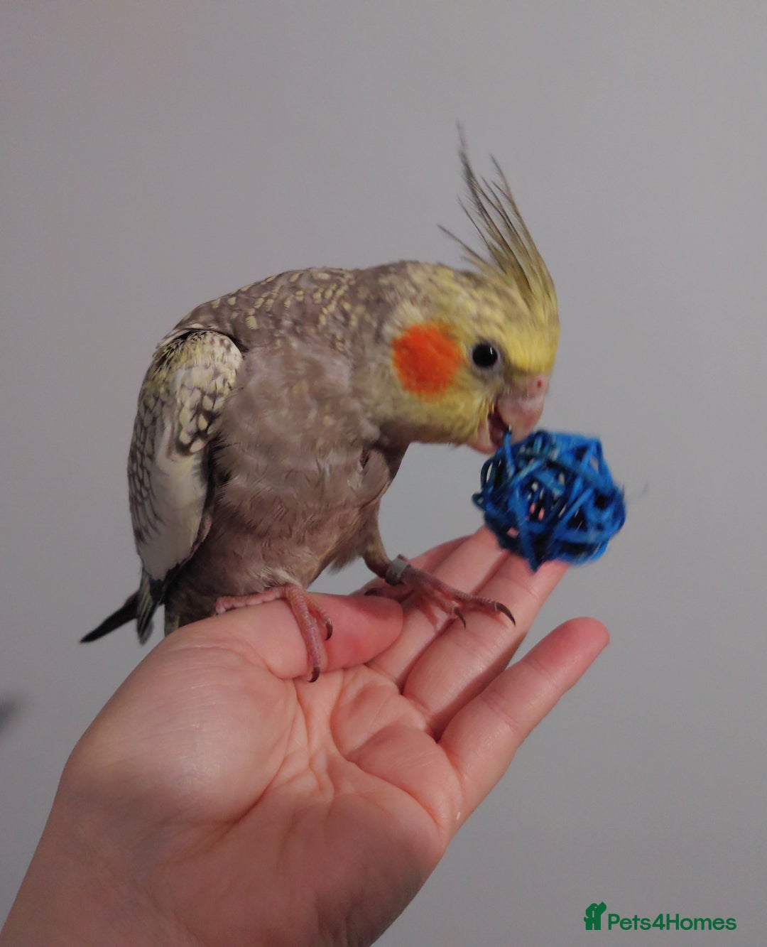 Cockatiels birds for sale: Hand reared silly tame DNA sexed baby cockatiels  - Image 2