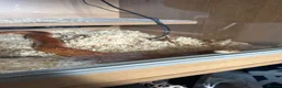 Corn Snake reptiles for sale: corn snake, Rio, 6 years old, orange. With setup  in Leicester - Advert 2
