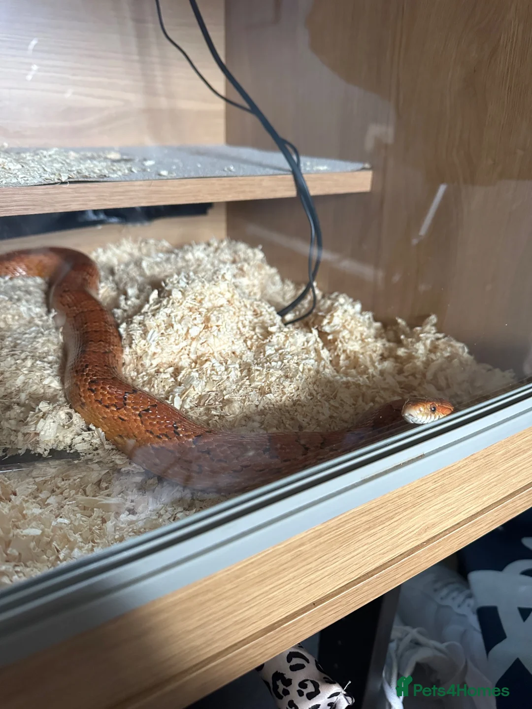Corn Snake reptiles for sale: corn snake, Rio, 6 years old, orange. With setup  in Leicester - Advert 2