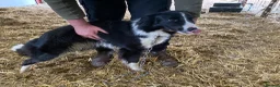 Border Collie dogs for sale: 18 month old border collie  - Advert 3