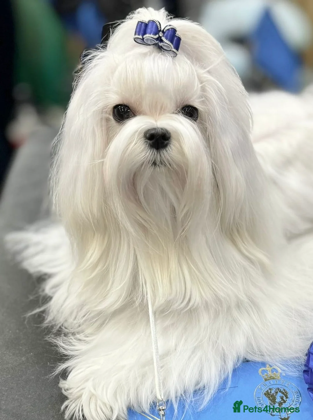 Maltese dogs for sale: 🌸 Exceptional KC Registered Maltese girls  🌸 - Advert 6