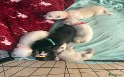 Mixed Breed dogs for sale: Huskador - Image 5