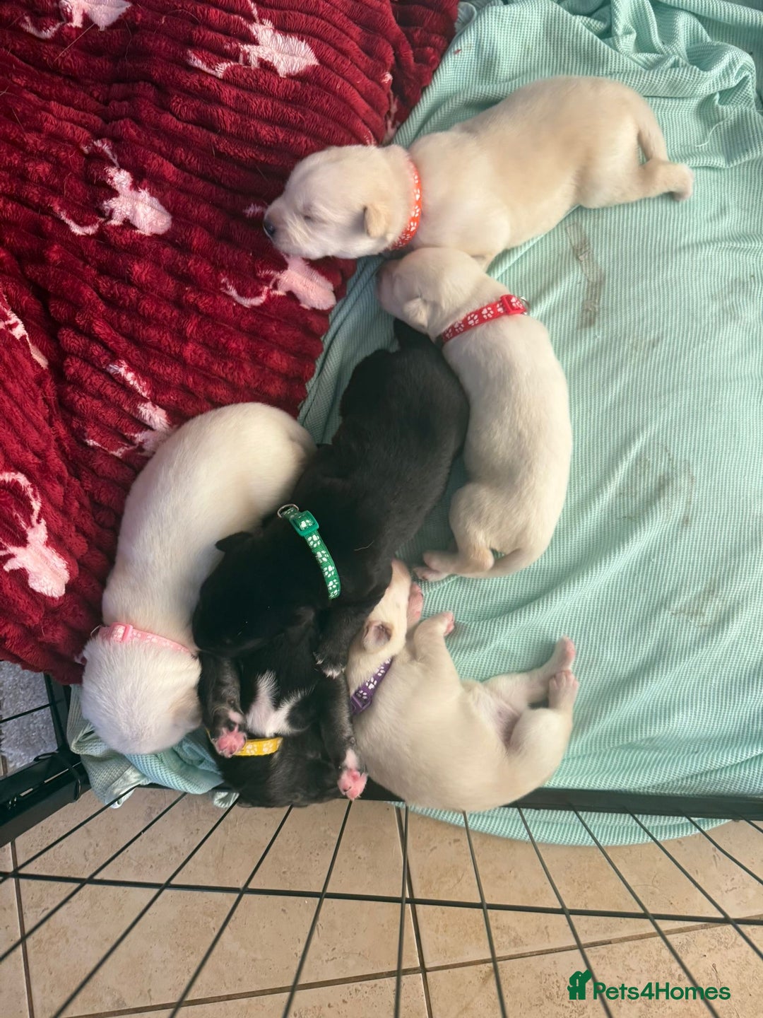 Mixed Breed dogs for sale: Huskador - Image 5