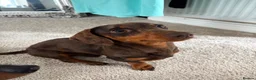 Dachshund dogs for stud: Miniature dachshund for ✨STUD✨ - Advert 1