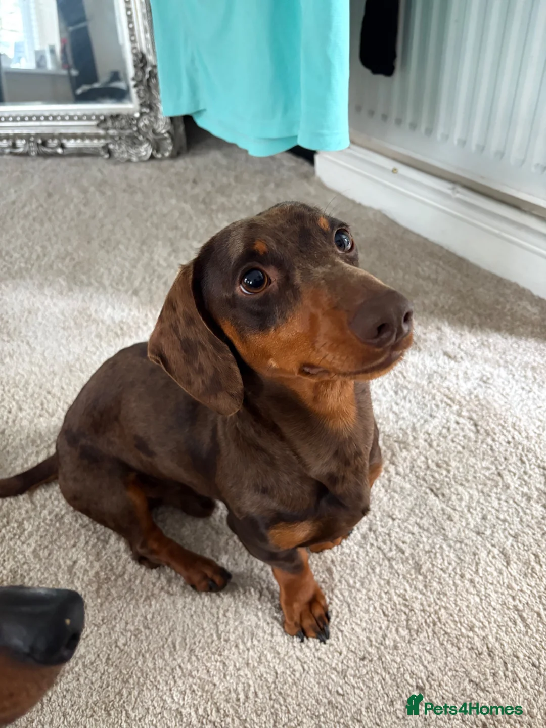 Dachshund dogs for stud: Miniature dachshund for ✨STUD✨ - Advert 1