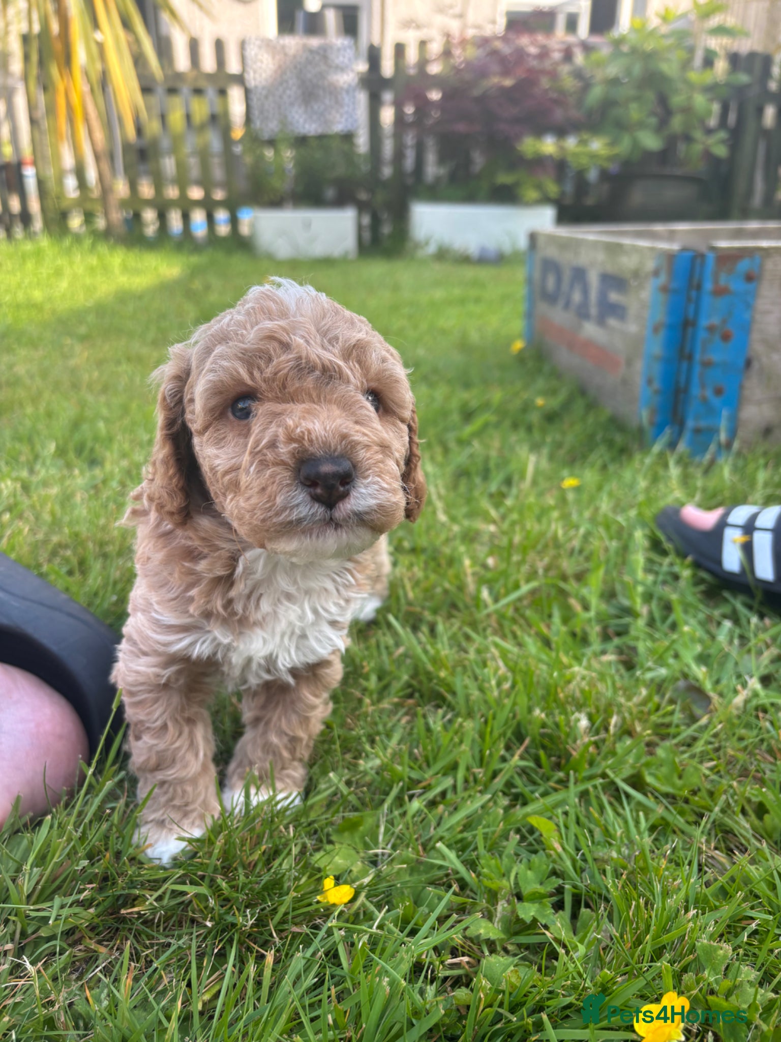 Mixed Breed dogs Adorable  cockapoo x Cavapoo puppies  - Advert 2